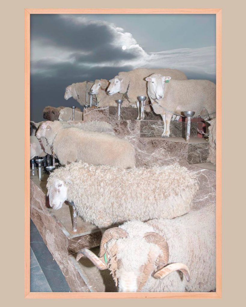 chorareii_ayakaendo_photography_kamuymosir_exhibition_kitte_sheeps